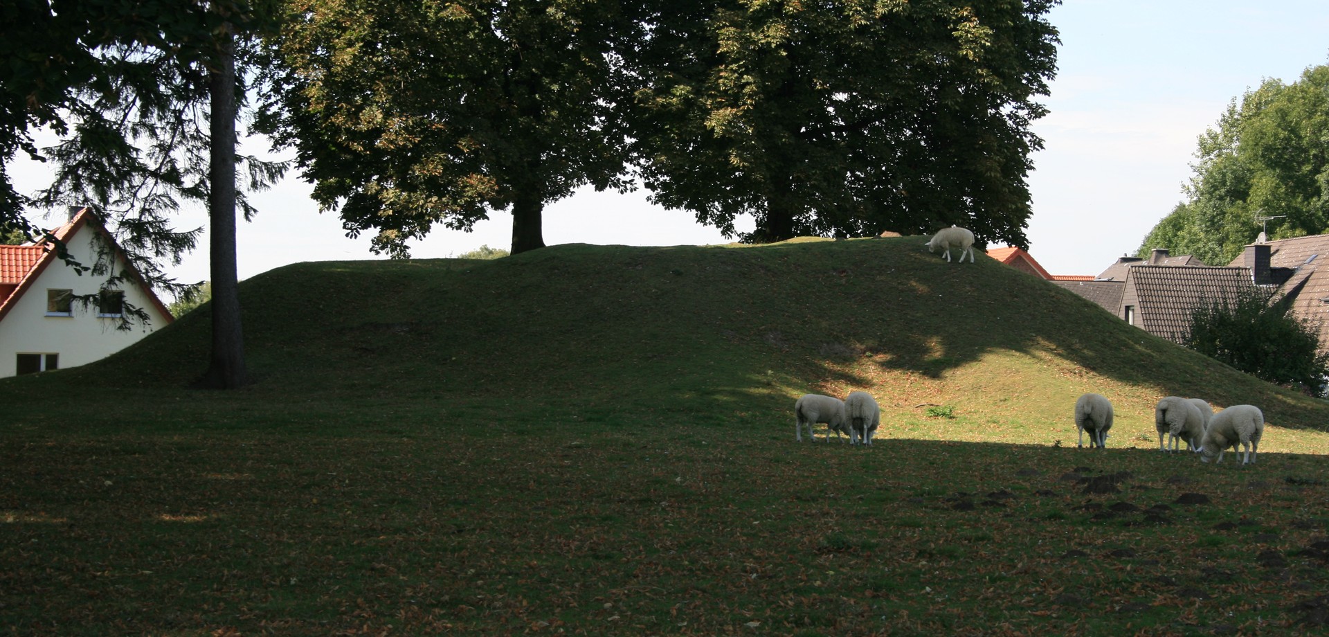 Schafe auf einer Wiese Schafe auf einer Wiese