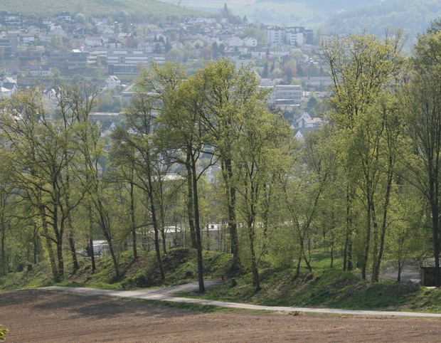 Der sichtbare Wall der Hünenburg bei Meschede im Frühjahr 2011 (Foto: Altertumskommission).