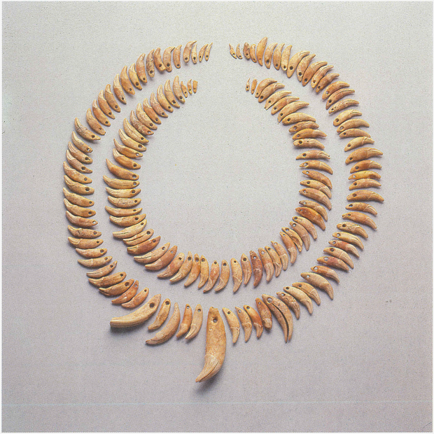 Durchlochte Tierzähne aus dem Galeriegrab Wewelsburg I. Anordnung entspricht nicht Befundsituation (Günther/Viets 1992, 119).