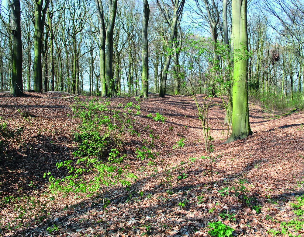 Doppelwall der Bumannsburg (Altertumskommission/Menne).