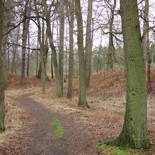 Blick auf die Innenseite des äußeren Walles in Richtung Berkel (Ruhmann).