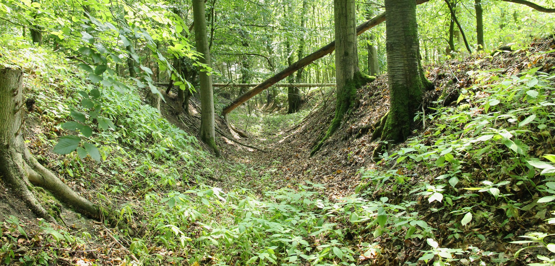 Hohlweg bei Nottuln (Foto: Altertumskommission/Priß).
