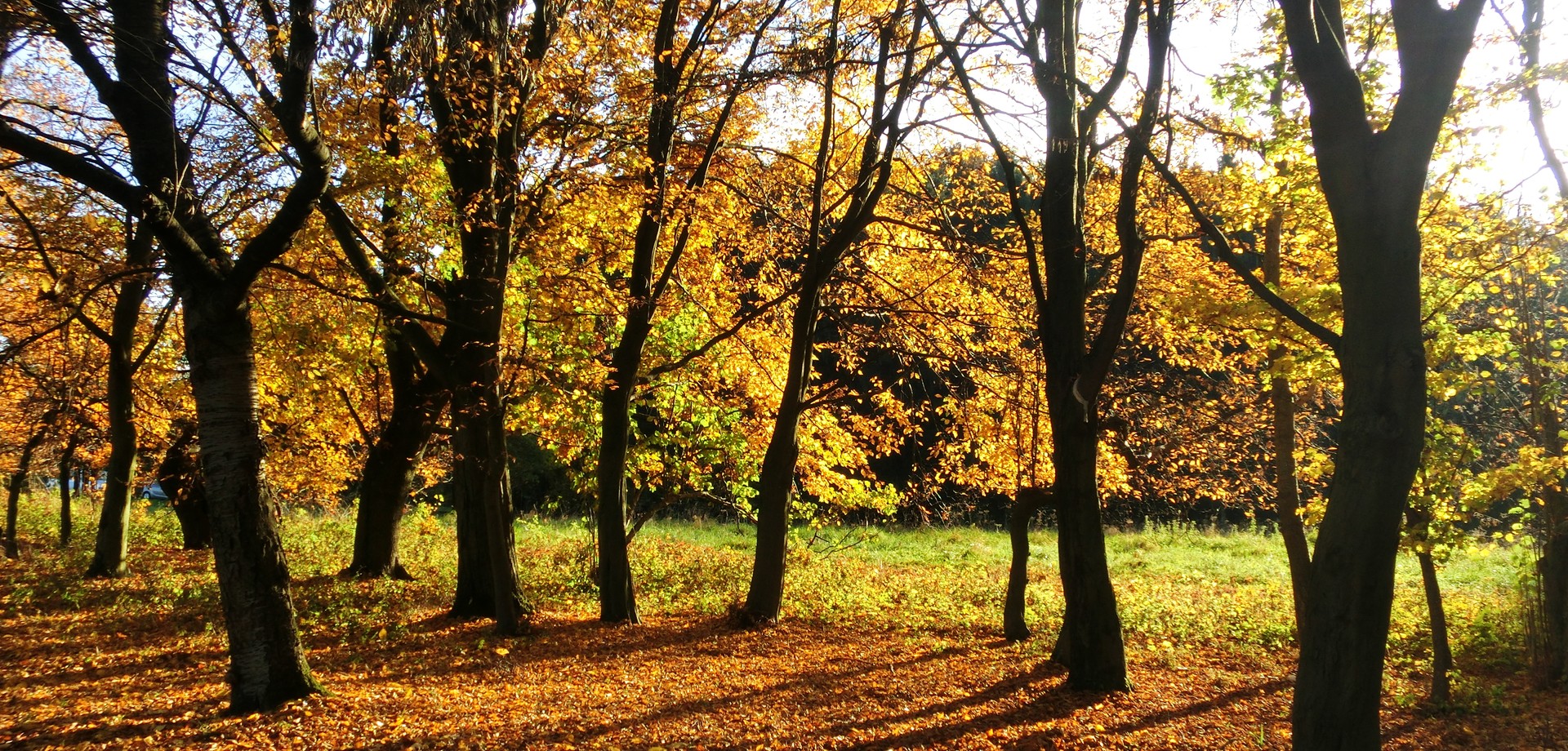 Das Umfeld des zerstörten Großsteingrabes Beckum-Dalmer I (Foto: Altertumskommission/Schierhold).