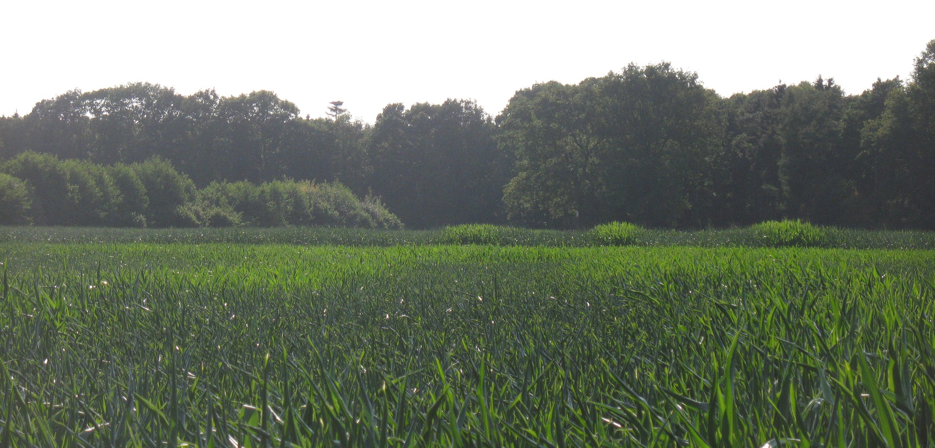 Die Vredener Landwehr ist in einem Maisfeld erkennbar (Foto: Tschuschke).