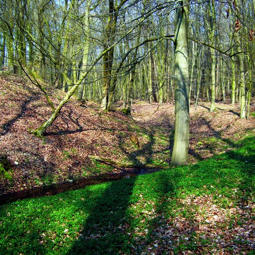 Östlicher Wall des Kernwerks des "Germanenlagers" in Havixbrock (Altertumskommission/Hörtzsch).